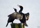 005-DX5Q0075