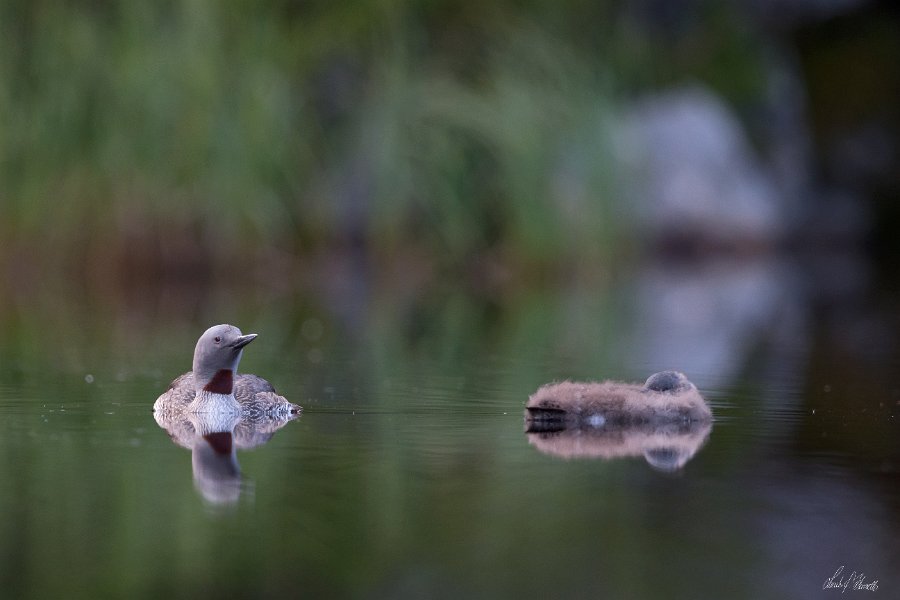 009-DX5Q7174